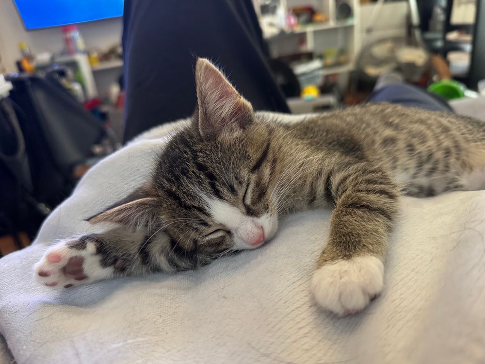 Little stripey Socks kitty snoozing sweetly. 