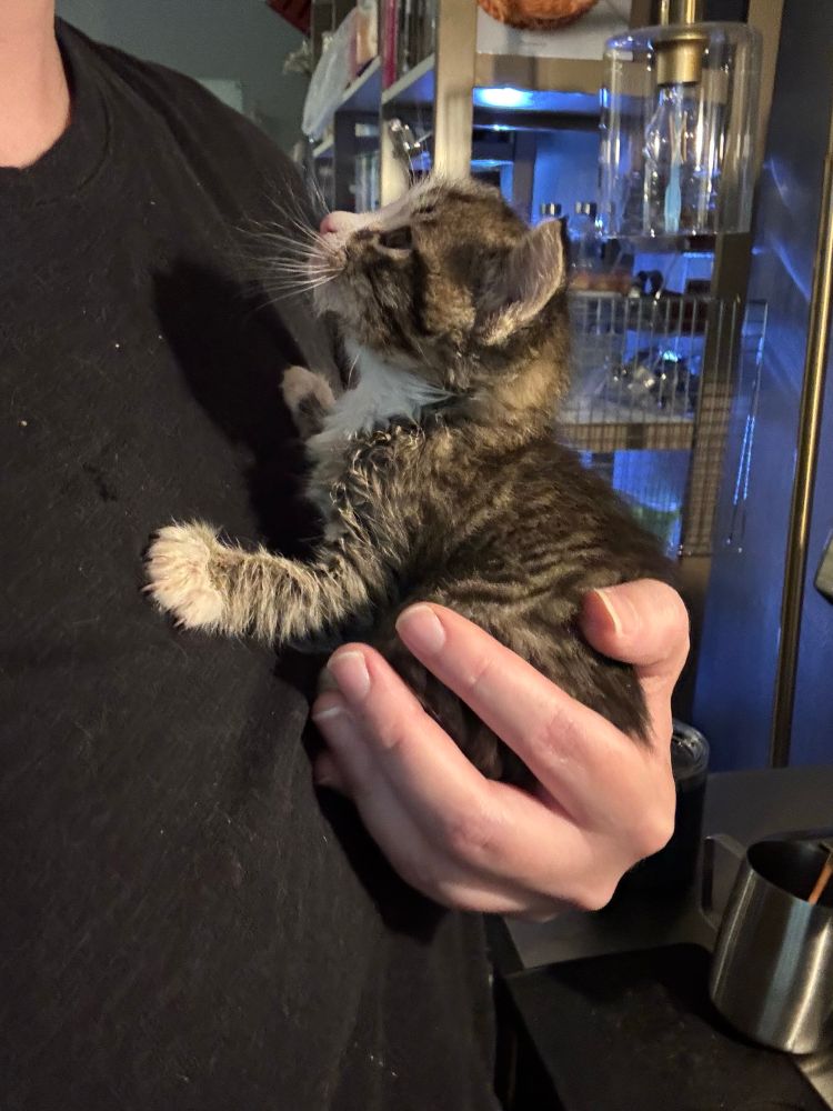 Tiny little stripey kitten held in one hand