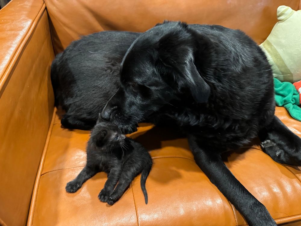 Wittle bitty black kitten getting investigatory head sniffs from large black pupper on brown leather sofa. 