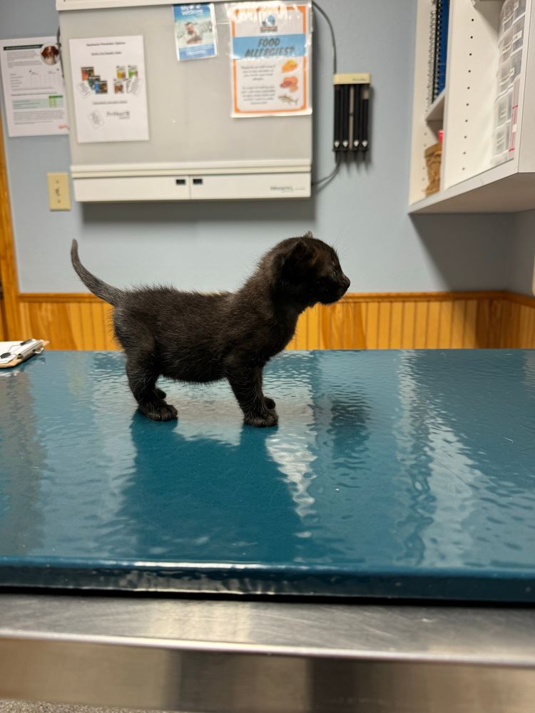 Wittle bitty black kitten standing on veterinary table looking absolutely fucking ridiculous in the best possible way. 