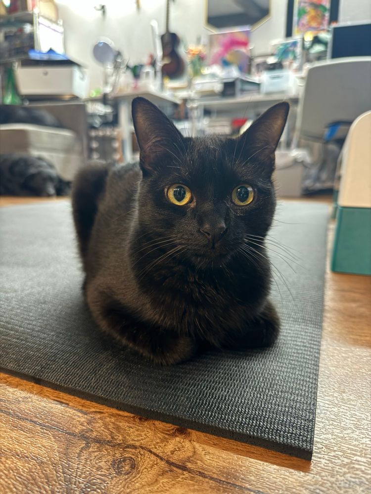 Elfo, all grown up, but still just a smol little loaf of a black cat. 