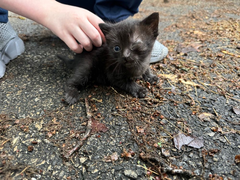 Wittle bitty black kitten with one yucky eye getting pets from small human hand.