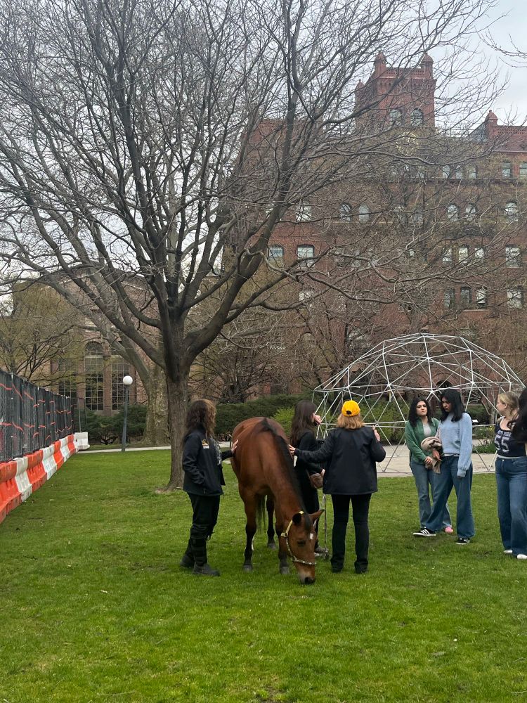 A brown horse eagerly munches on the grass on Pratt Institute’s campus.  