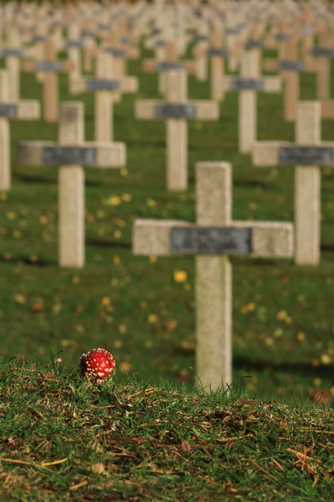 French military cemetery, numerous headstones in soft focus, red fly agaric in front of graves