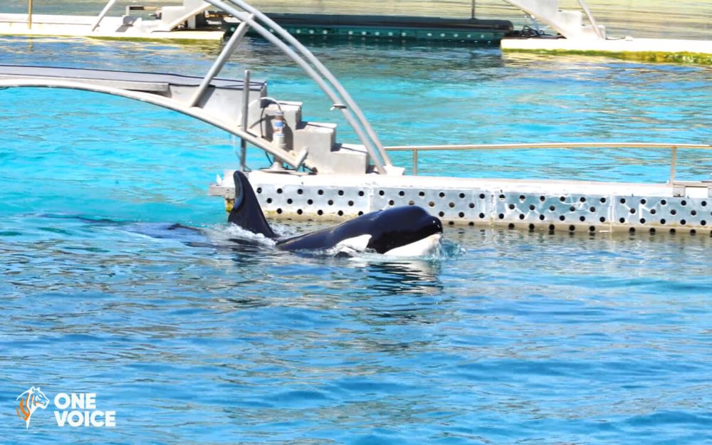 Le rapport commandé par le ministère de l’Écologie est paru : l’avenir des orques et des dauphins de Marineland en jeu