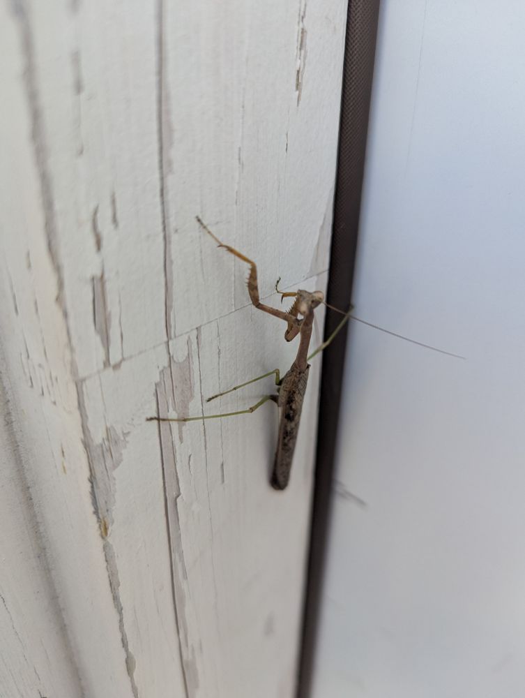 Praying mantis with missing limbs 