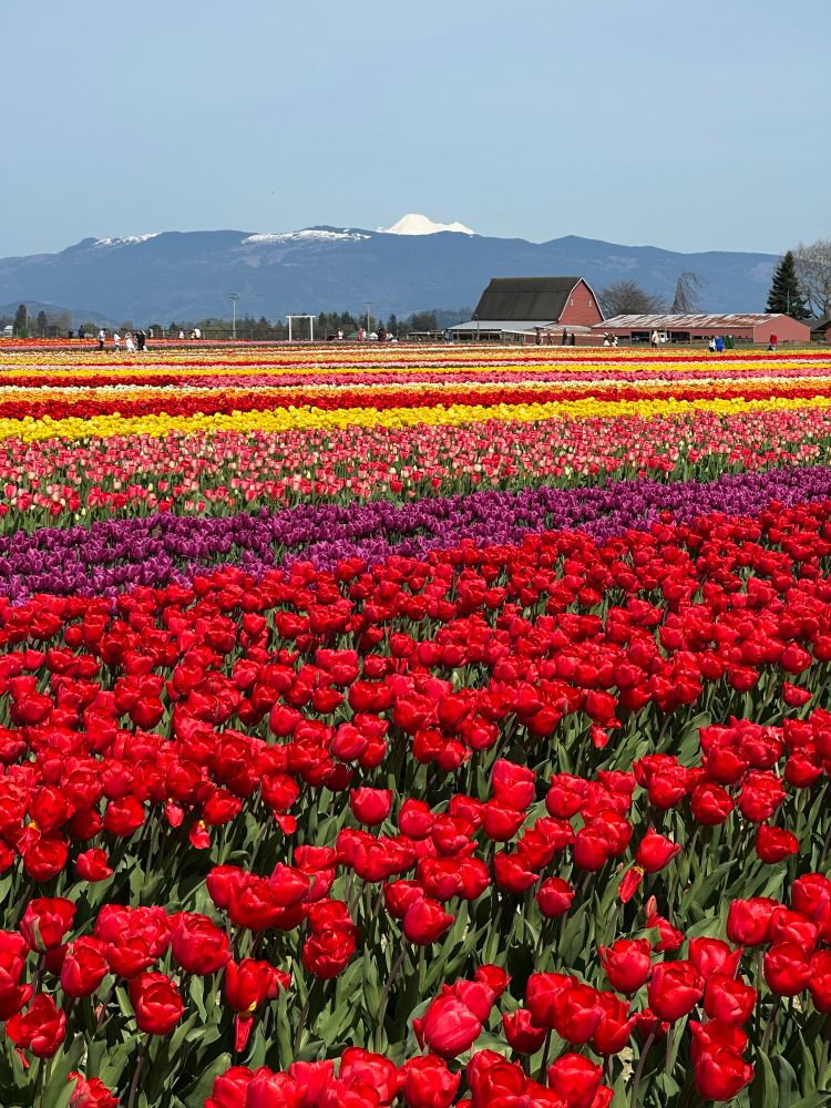 Rows and rows of bright multicolored tulips with a red barn and mountains in the background. 