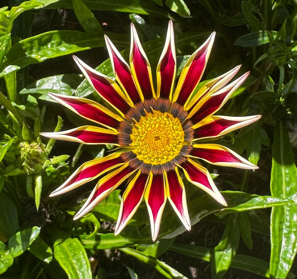 A bright fuschia and yellow treasure flower with bright green leaves.