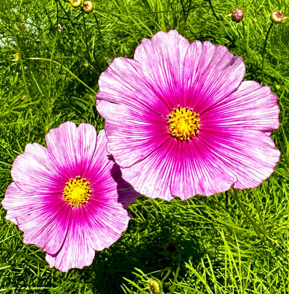 Bright magenta candy stripe cosmos with bright yellow middles among vibrant green foliage.