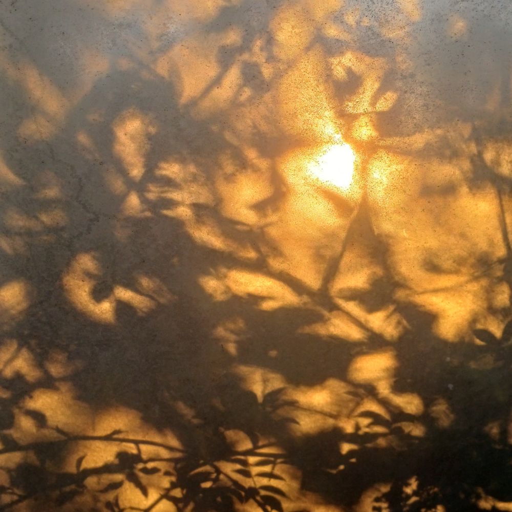The crisscross shadows of branches and leaves. A bright spot for the sun. Yellows and browns.