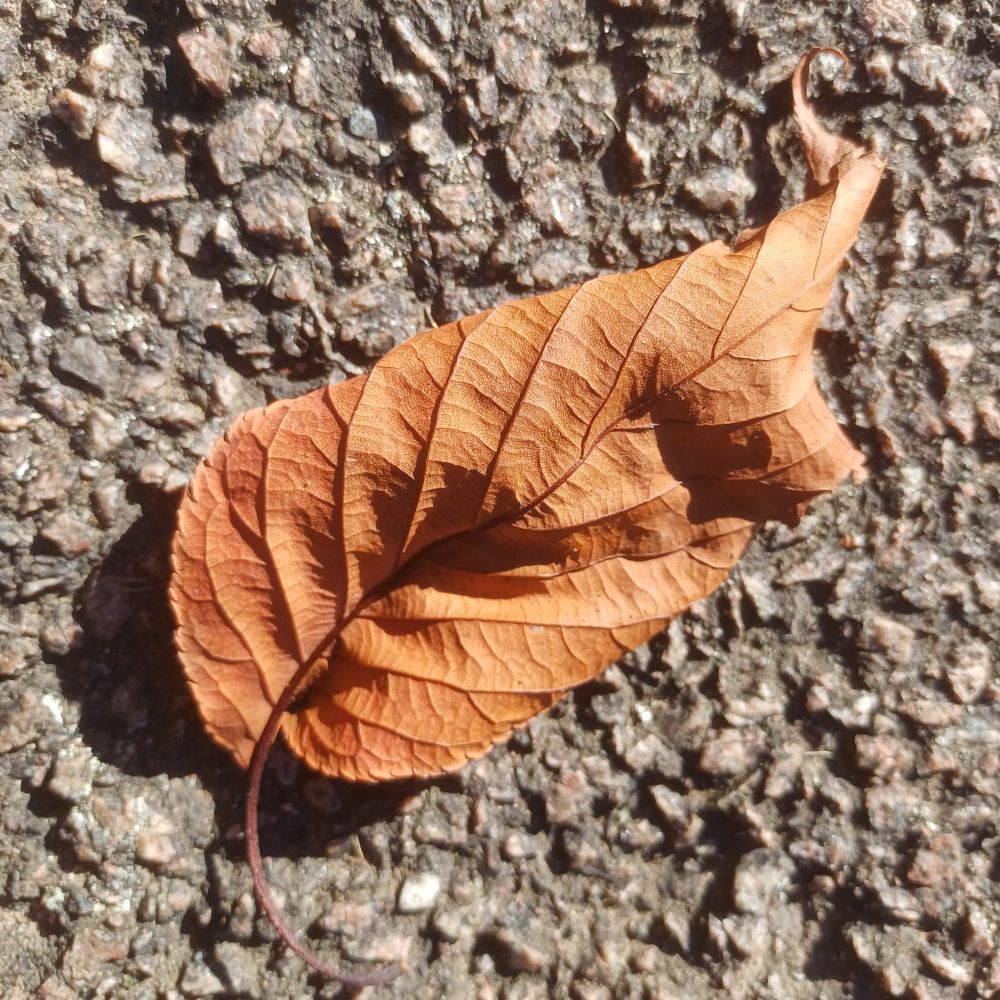 A dead leaf on the tarmac. For reference, see the alt text from the previous post. The light is sharper today.  A higher contrast image that seems more about textures than a subtle play of colour. The same individual leaf in a uniquely different moment. 