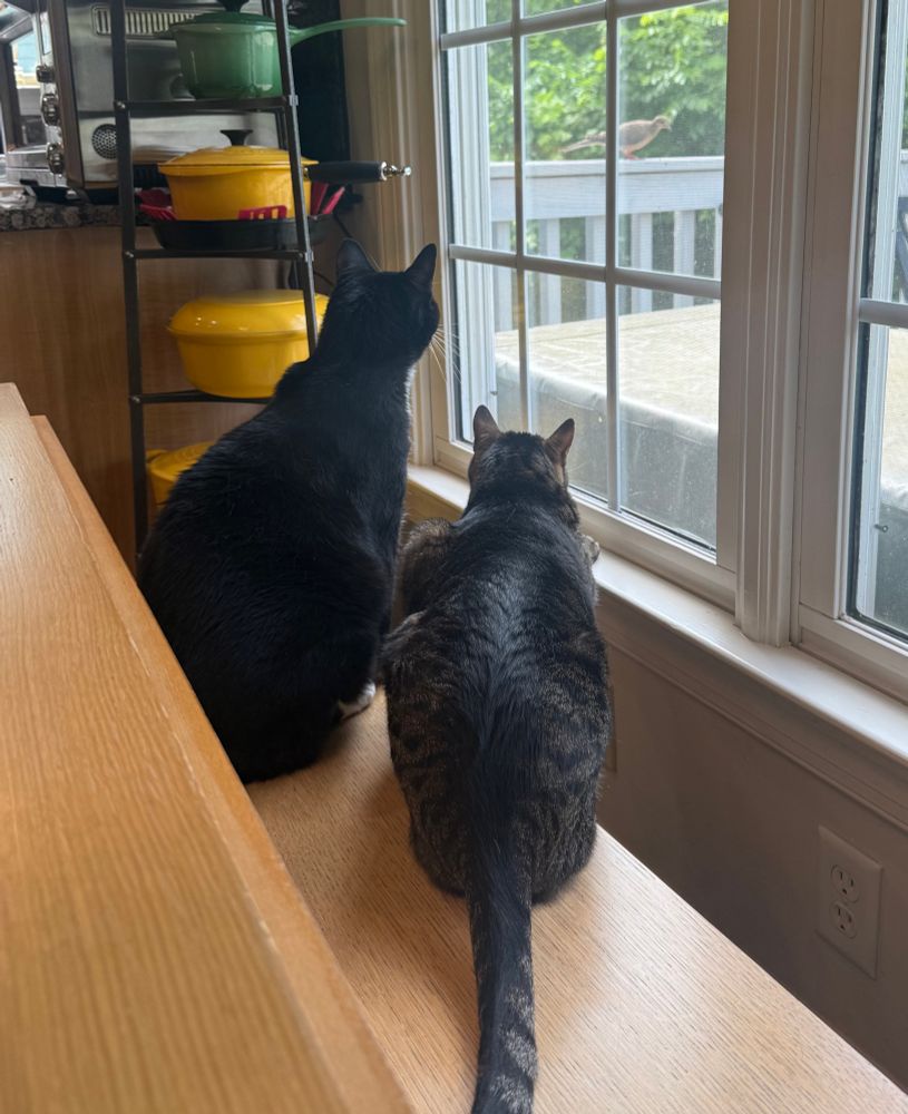 A tuxedo cat and a tabby cat look intently out the window at a mourning dove standing on the porch railing. I feel safe knowing they are on guard duty