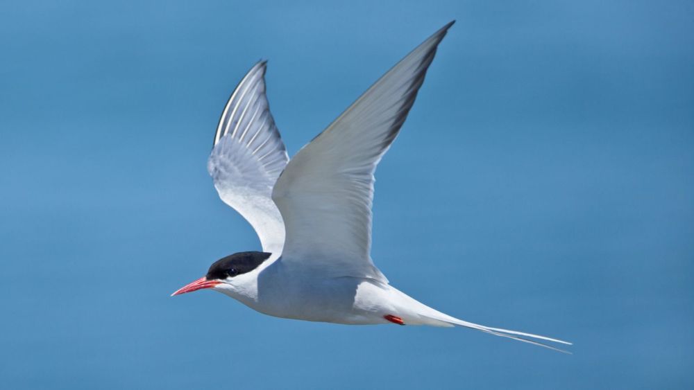 Five more species - including the common gull - join list of Britain's most threatened seabirds