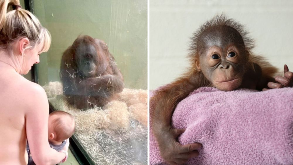 New mothers breastfeed in front of endangered orangutan to try to show her how to care for baby