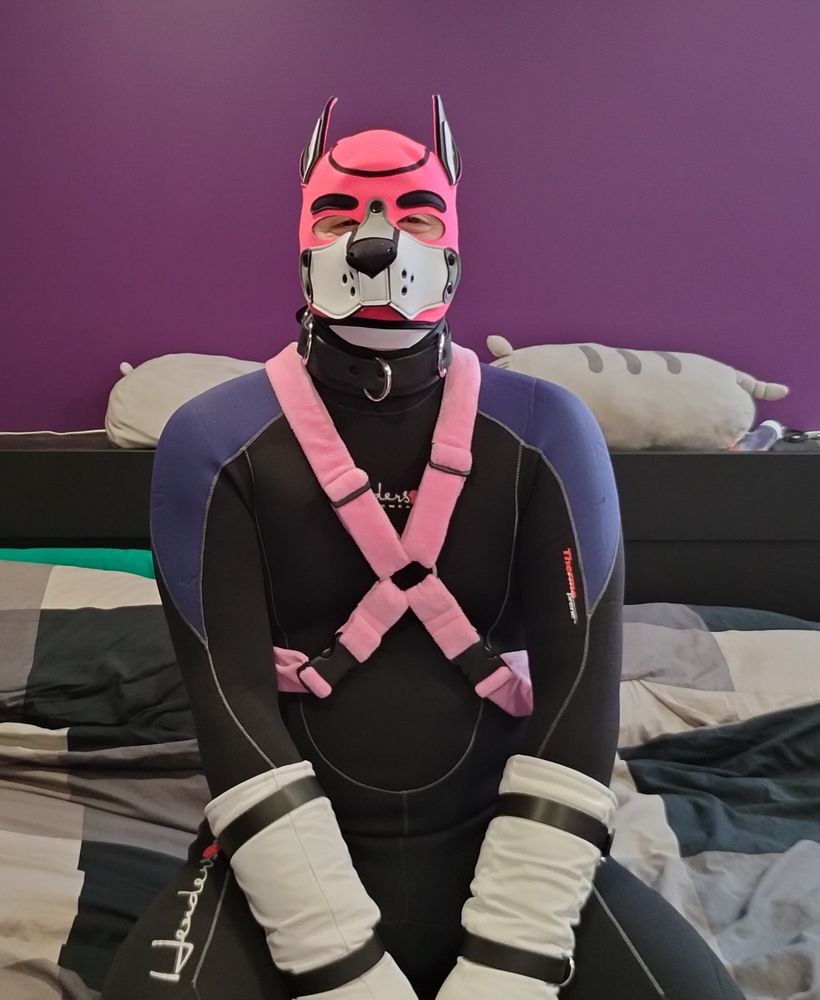 Previa the pink puppy sitting at attention
