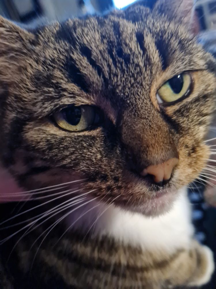 A cat looking close up towards the camera