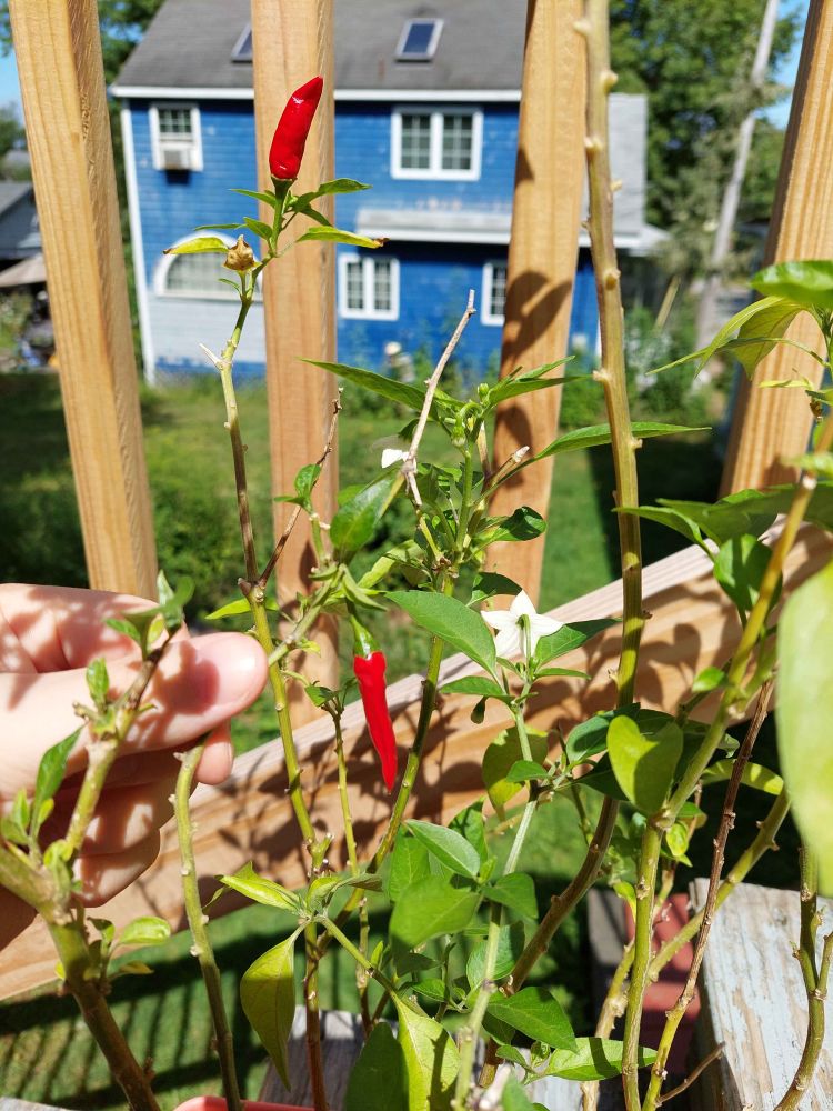 A photo of some small finger-sized peppers, growing from a potted pepper plant.