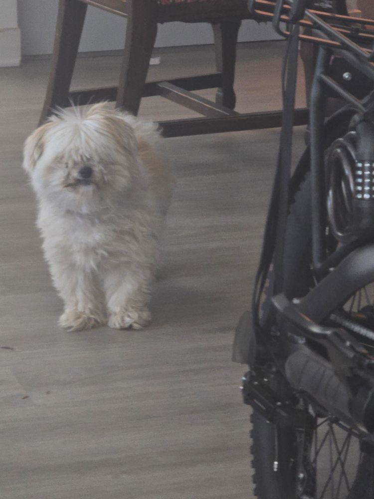 Fluffy white dog looking expectant 