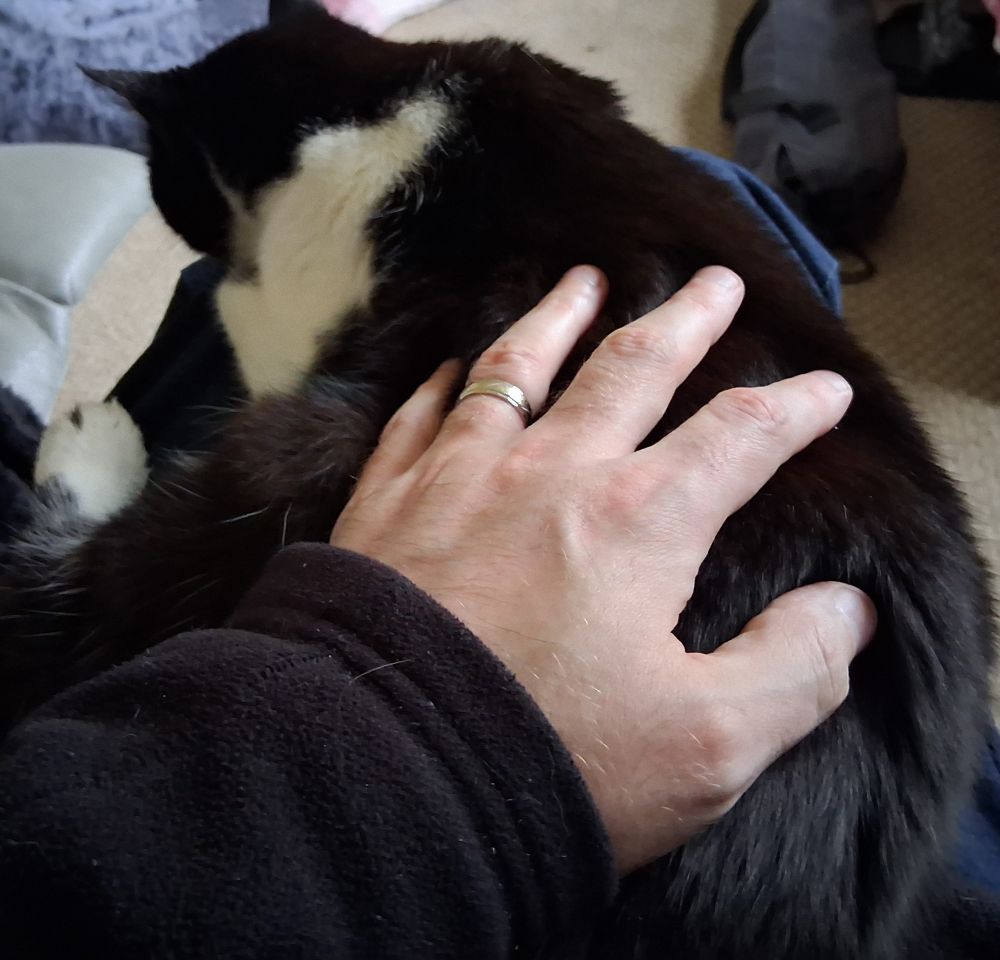 A large black and white cat sitting on a man's lap.