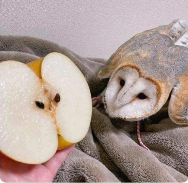 An owl looks at a halved apple. The notches give it a face