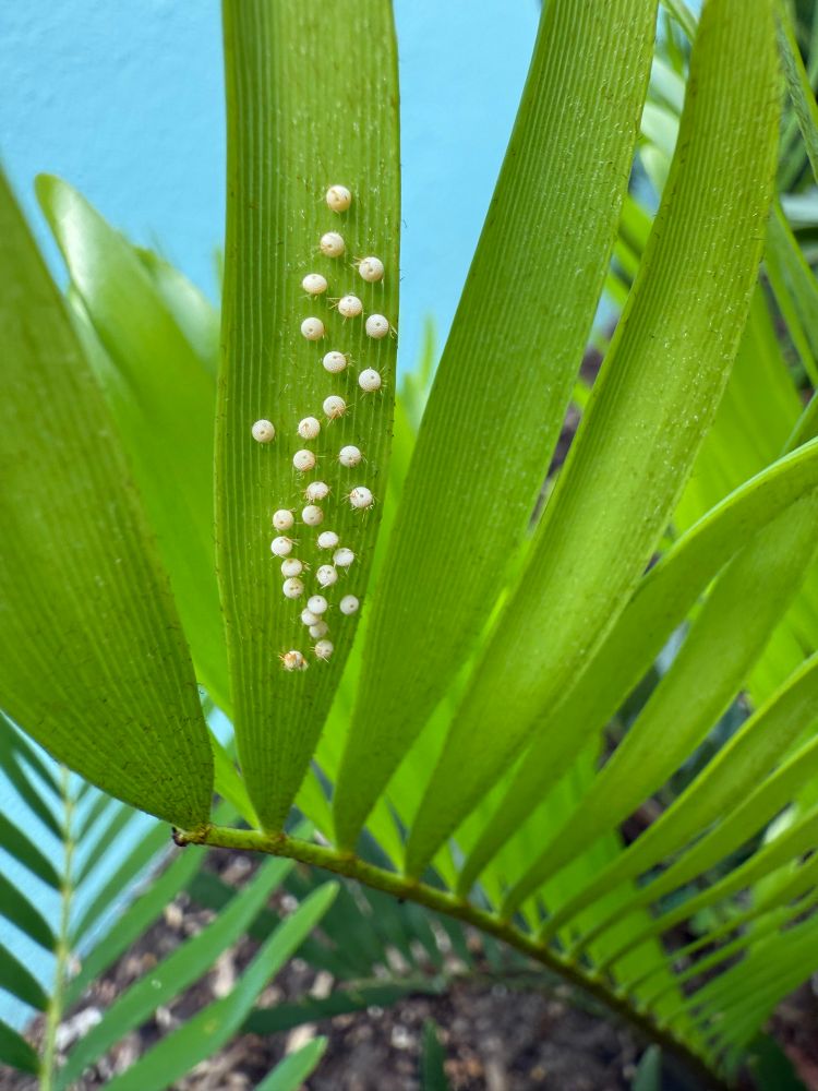 These tiny white Atala eggs are about the size of a pinhead.  They are laid on the underside of the leaves of the coontie, the only cycad native to the USA.  We have planted dozens of cooties to attract the diminutive but strikingly beautiful Atalas.  Zoom in for surprising details on the eggs. 