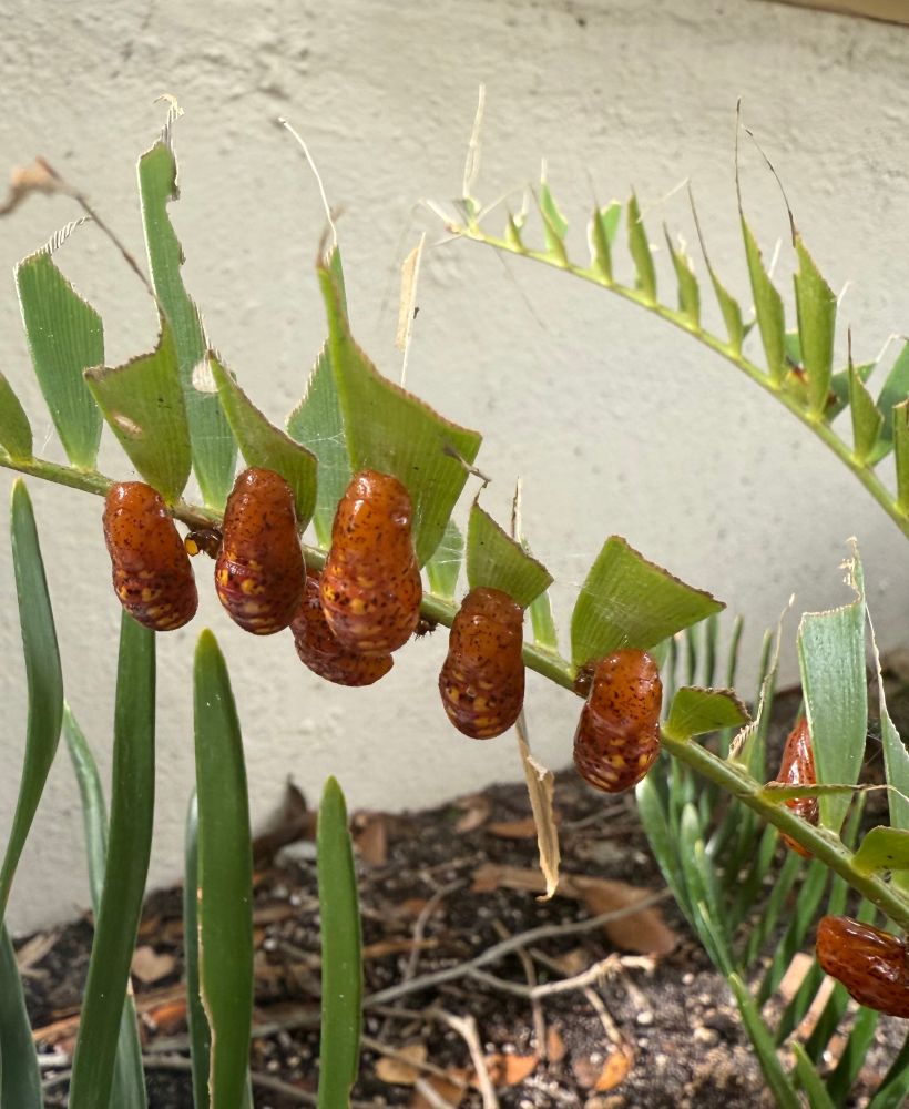 Here are several Atala chrysalises attached to the undersides of coontie leaves.  The bright orange and yellow colors of the caterpillars have given way to duller orange-brown chrysalises with cream colored spots. Notice how the leaves have been chewed up by the caterpillars. 
