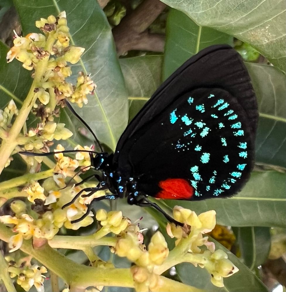 The adult Atala butterfly, with a wingspan of only about 2inches, has a jet black head, thorax, and wings, and a vivid red-orange abdomen. The wings are spotted with pale iridescent blue. 
