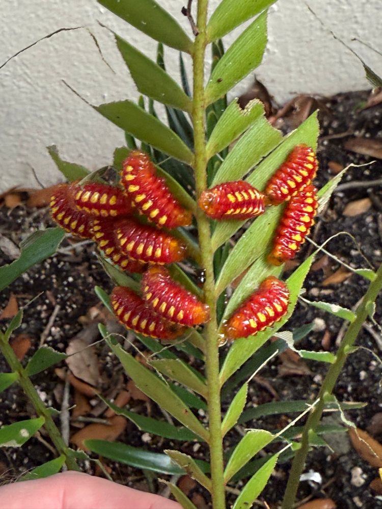 These vivid orange Atala caterpillars with yellow spots are busy feeding on the leaves of a coontie (Zamia integrifolia). They are about 3/4 inch (2cm) long. The eggs are laid on the underside of the leaves, and the caterpillars don’t stray far away.  They feed, and will later also attach their chrysalises to the undersides of the leaves. 