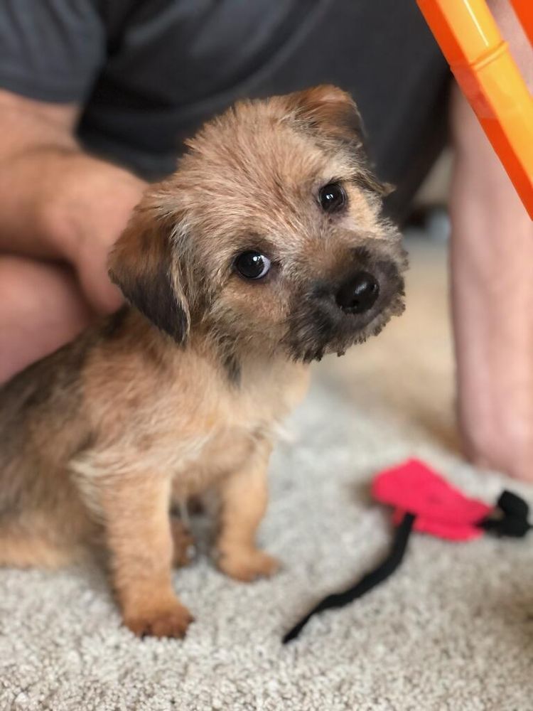 Adorable brown and dark brown scruffy looking puppy aged 8 weeks old. Cute head tilt and questioning look. Sitting on a cream carpet with dog toy at his feet