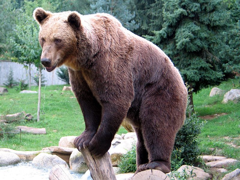 A wild bear.