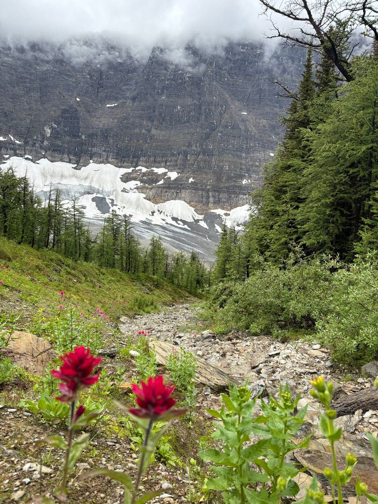 Indian paintbrush flowers in the foreground against misty mountains and snow.