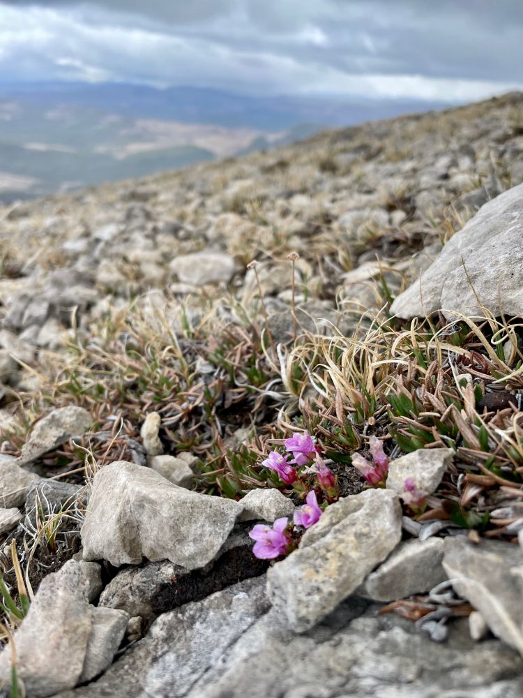 Pink Aven flowers growing through mountain rocks