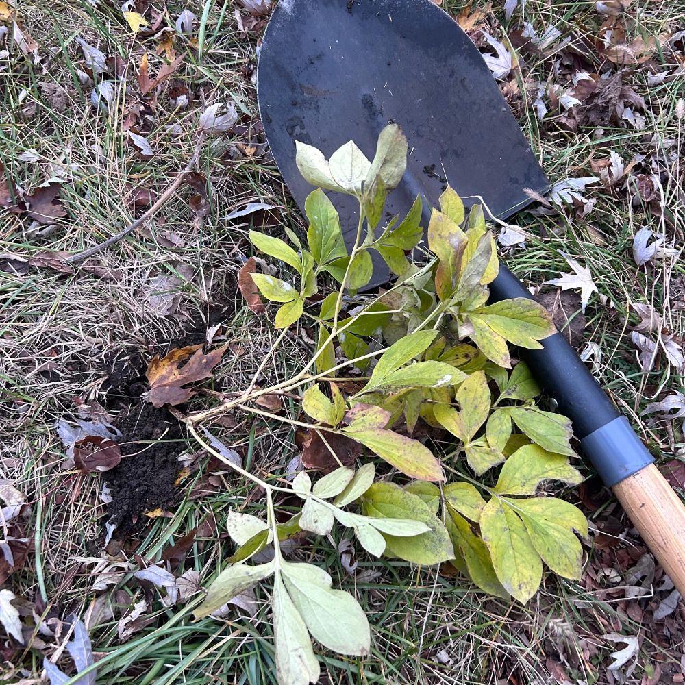 A shovel laying next to a yellowed, freshly transplanted peony plant.