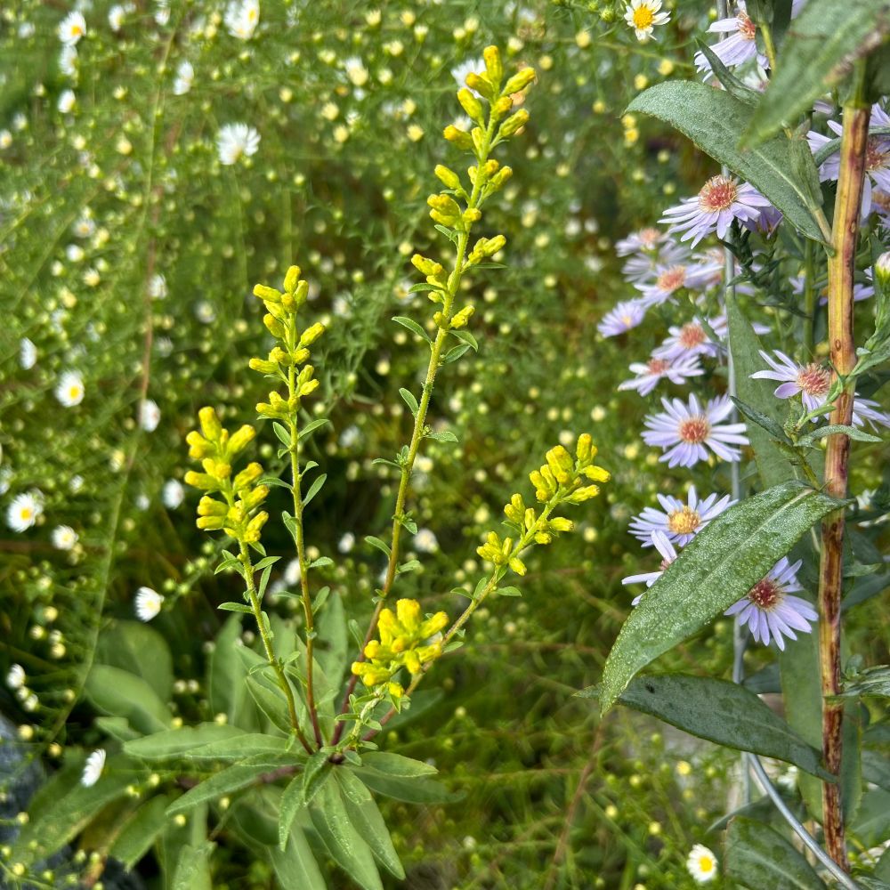 Yellow showy goldenrod flowers surrounded by white and pale blue asters.