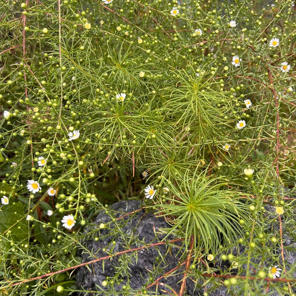 An amsonia plant with wispy green foliage, surrounded by frost aster with small daisy-like flowers, next to a gray boulder.