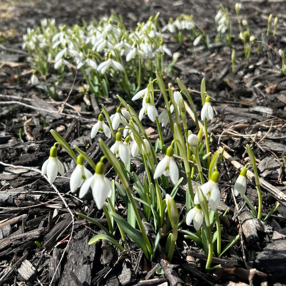 Two clusters of snowdrops in bloom, surrounded by mulch.