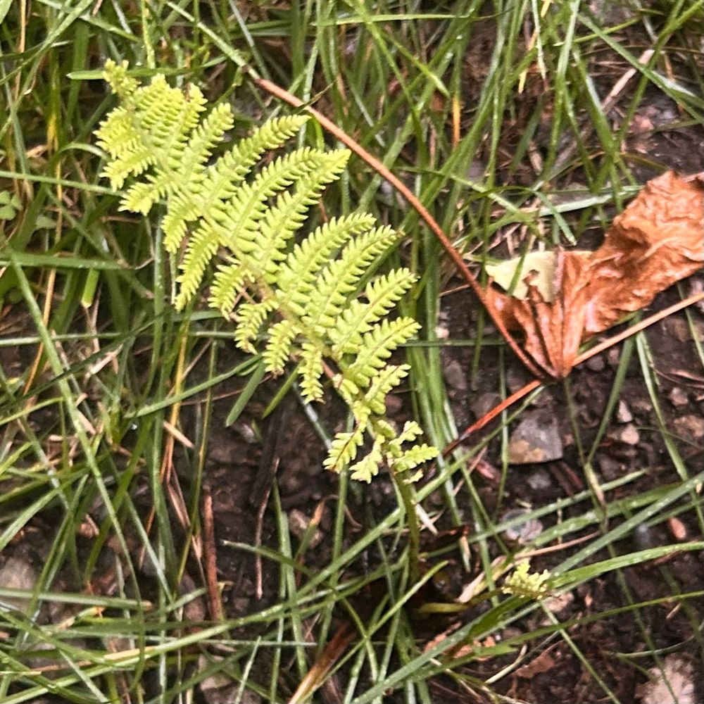 A small ostrich fern leaf and a second stem with only a fragment of leaf attached.
