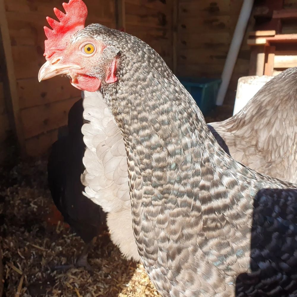 A black and white speckled hen in the sunshine