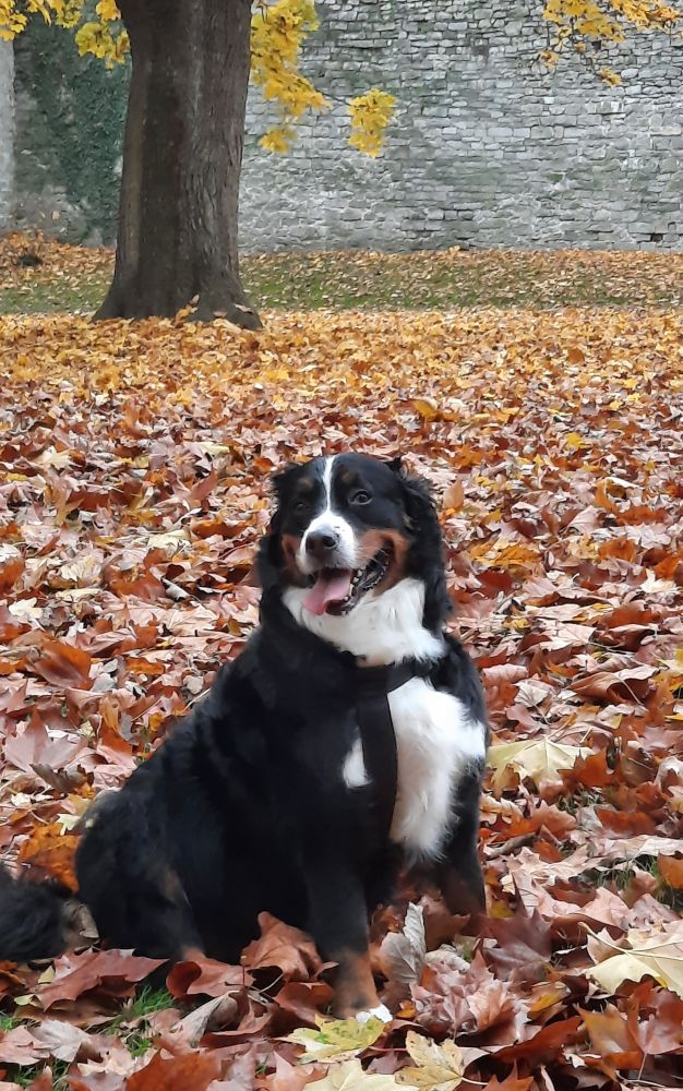 Ma belle 
Bouvier bernois croisée berger australien.
Récupérer en chenil à 6mois.