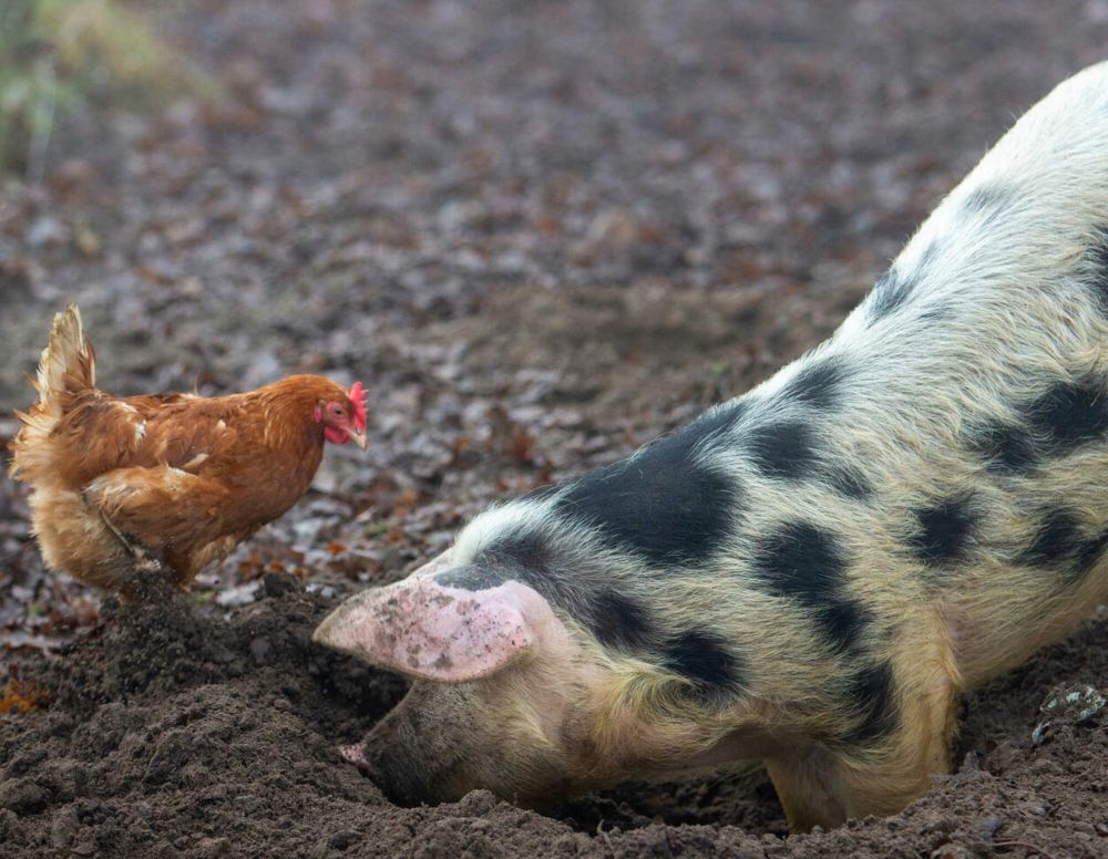 Mehr Einkommen für Landwirte? Studie sieht Chance durch mehr Vielfalt