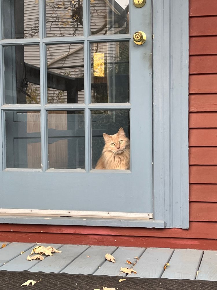A light orange fluffy cat looks VERY concerned as he stares through a glass door