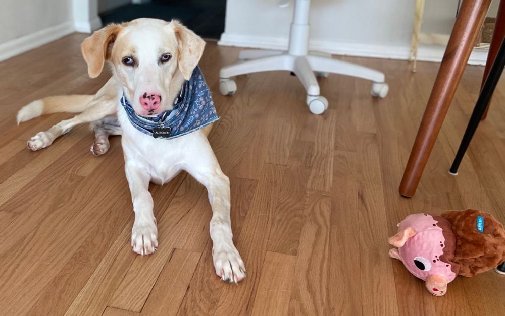 white and fawn colored spotted long dog with pink nose with black spots and blue eyes with black spots, wearing a bandana, laying on blonde hardwood floors, with a pig toy near by