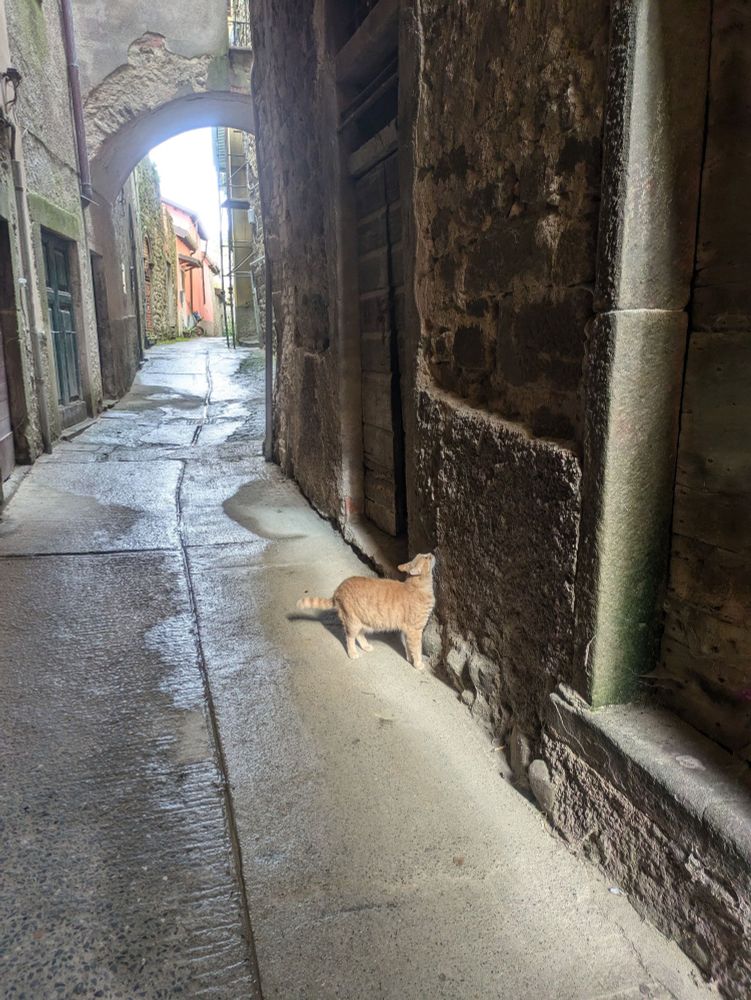 An orange cat poses in a narrow medieval Italian street.