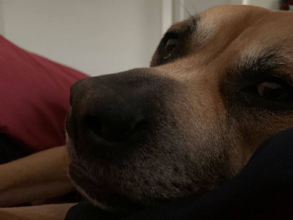 A dog’s face, extremely close to the camera.