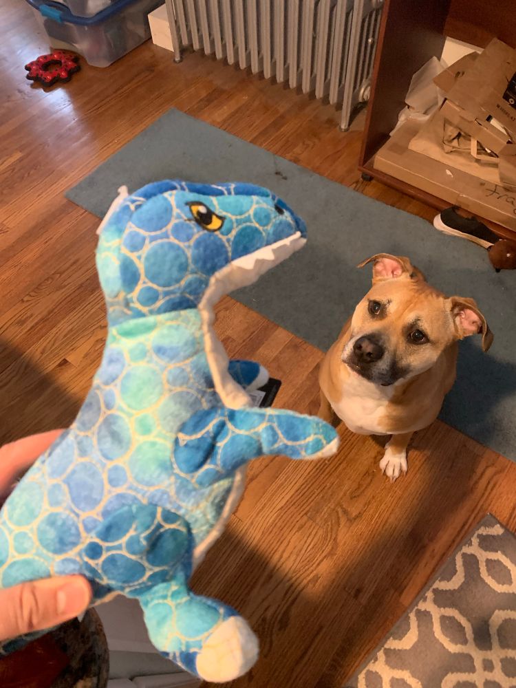 A dog looking at a stuffed dinosaur toy with great expectation and seated obedience