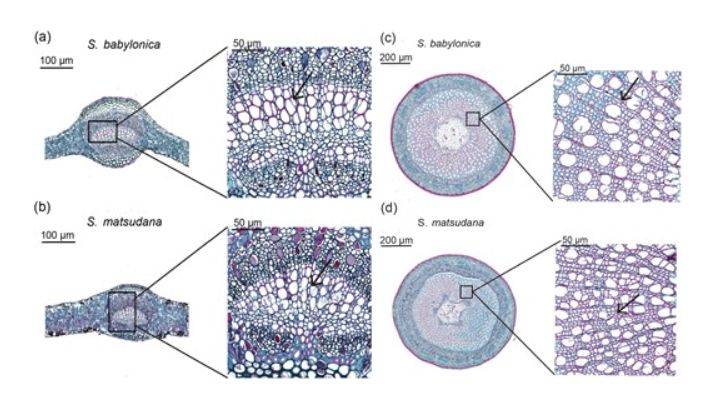 The cross-section of leaf and shoot venation anatomy of two willows.