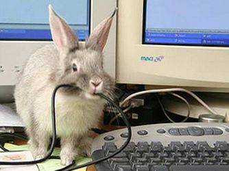Bunny chewing on a cable in front of some old monitors