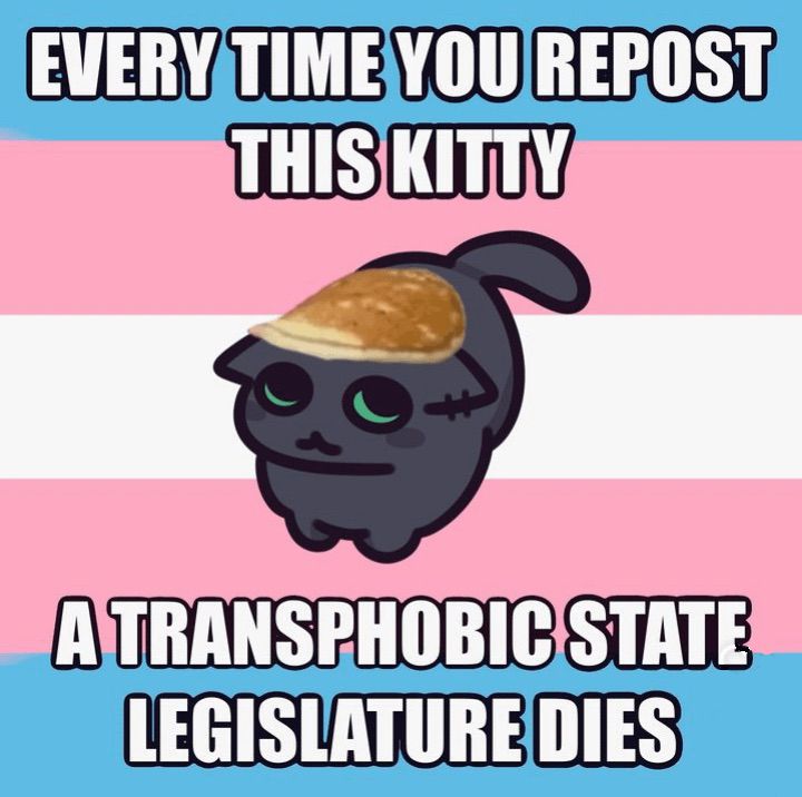 Transgender flag: light blue bars top and bottom with pink next to them and white in the middle.
In front of the flag is a drawn black cat who is looking very cute and fluffy with a picture of a pancake on their head.
Text above the cat says "Every time you repost this kitty"
Text below the cat says "a transphobic state legislature dies"