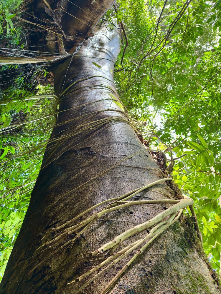 Reconnecting with nature, reconnecting with myself.