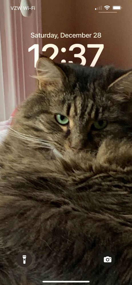 My grey tabby, Bertrand 